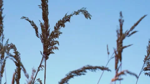 A bird perched on a tree branch Stock Footage 156011848