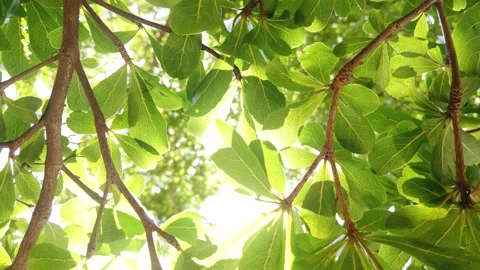A bird perched on a tree branch 库存影片 156846454