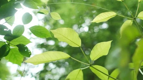 A bird perched on a tree branch 스톡 동영상 157871294