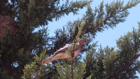Bird is perched on a tree branch Stockbeeldmateriaal 246318153