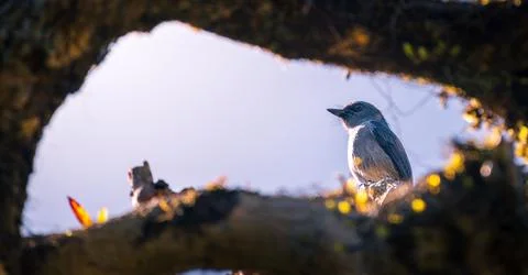 Bird perched on a tree branch, framed by a natural arch at Horton Plains Nati Stock Photos