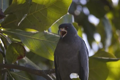 A bird is perched on a tree branch, looking up at the sky Stock Photos