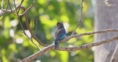 Bird perched on tree branch in lush nature setting. Stock Footage 303820717