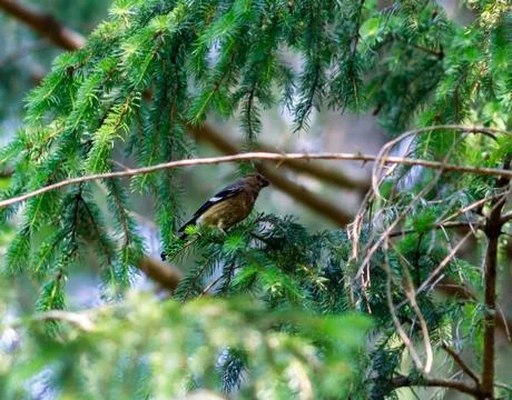 A bird perched on a tree branch Fotos Stock