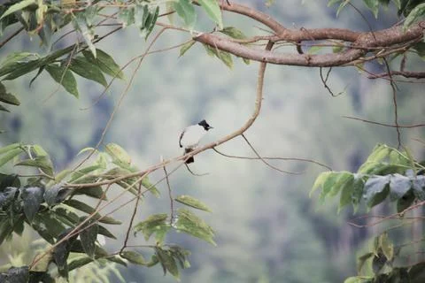 A bird is perched on a tree branch Stock Photos