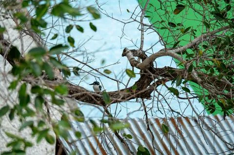 A bird is perched on a tree branch Stock Photos