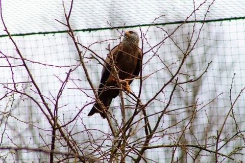 Bird Perched on a Tree Branch Stock Photos