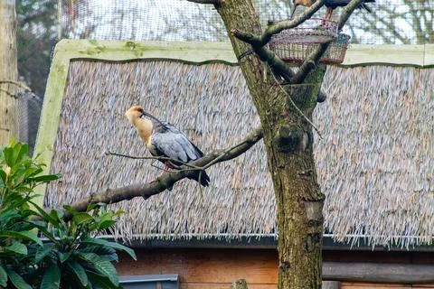 Bird Perched on a Tree Branch Stock Photos