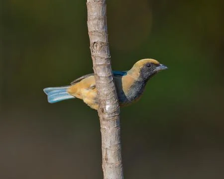 A bird is perched on a tree branch Stock Photos