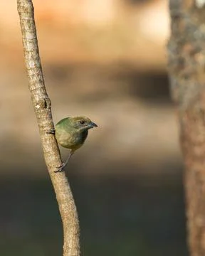 A bird is perched on a tree branch Stock Photos