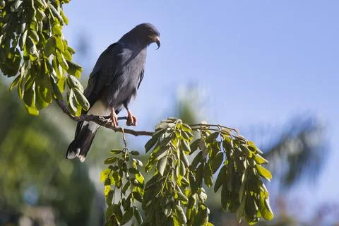 A bird is perched on a tree branch Stock Photos