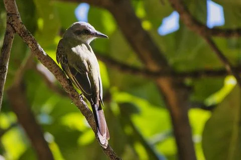 A bird is perched on a tree branch Stock Photos