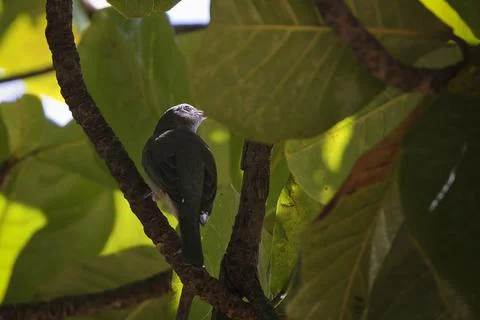A bird is perched on a tree branch Stock Photos