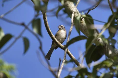 A bird is perched on a tree branch Stock Photos