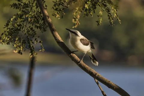 A bird is perched on a tree branch Stock Photos