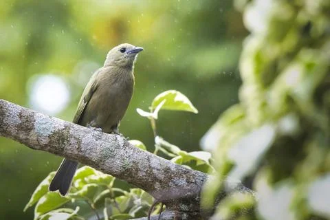 A bird is perched on a tree branch Stock Photos