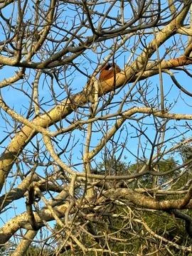 Bird perched on a tree branch Stock Photos