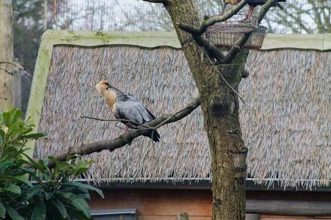 Bird Perched on a Tree Branch Stock Photos