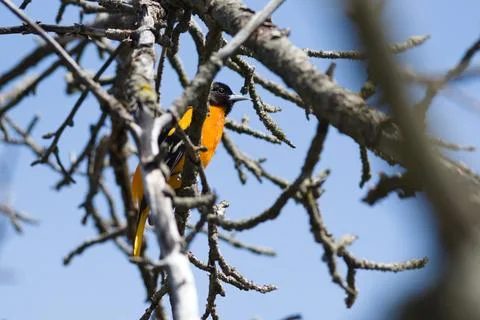 A bird is perched on a tree branch Foto stock