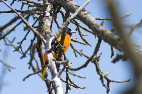 A bird is perched on a tree branch Stock Photos