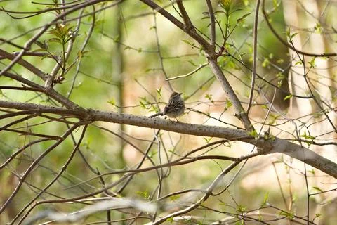 A bird is perched on a tree branch Stock Photos