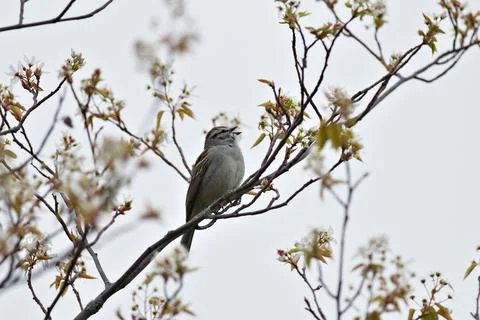 A bird is perched on a tree branch Stock Photos