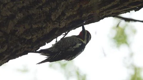 A bird is perched on a tree branch Stock Photos