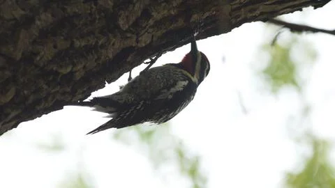 A bird is perched on a tree branch Stock Photos
