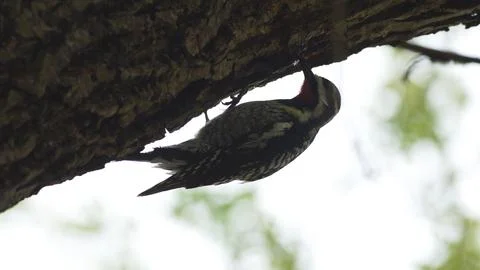 A bird is perched on a tree branch Stock Photos