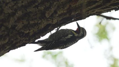 A bird is perched on a tree branch Stock Photos