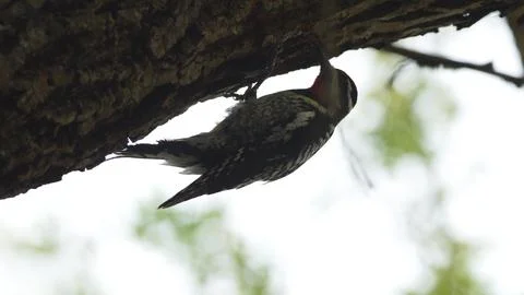 A bird is perched on a tree branch Foto stock