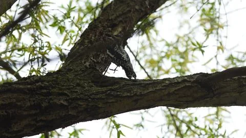 A bird is perched on a tree branch Stock Photos