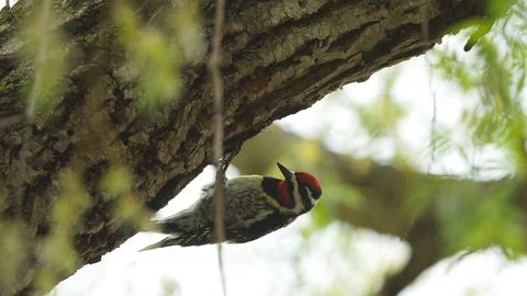 A bird is perched on a tree branch Stock Photos