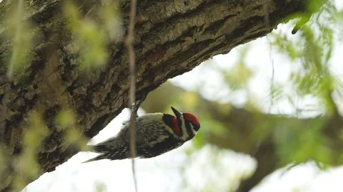A bird is perched on a tree branch Stock Photos