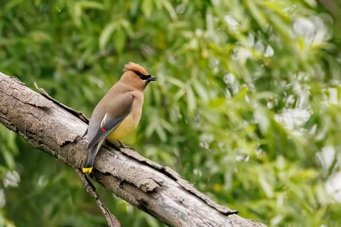 A bird is perched on a tree branch Stock Photos