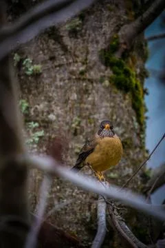 Bird Perched on Tree Branch Stock Photos