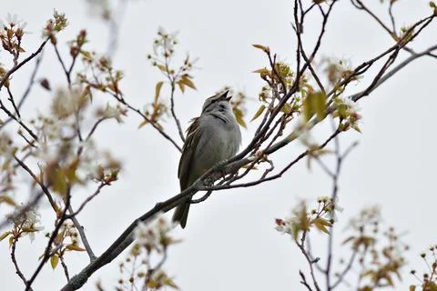A bird is perched on a tree branch, singing Stock Photos