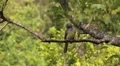Bird perched in a tree. Brazilian Biome. Cerrado, Brazil. Nest HD Footage