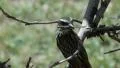Bird perched in a tree. Brazilian Biome. Cerrado, Brazil. Nest HD Footage
