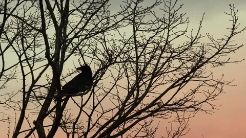 A Bird Perched On A Tree On A Hot Day. Stock Footage 201008730