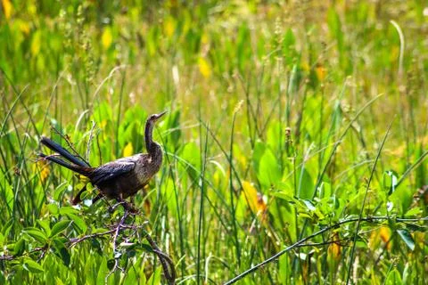 Bird perched in a tree in the marsh of Florida Stock Photos