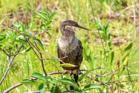 Bird perched in a tree in the marsh of Florida Stock Photos