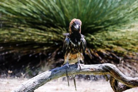 Bird perched on the tree Stock Photos