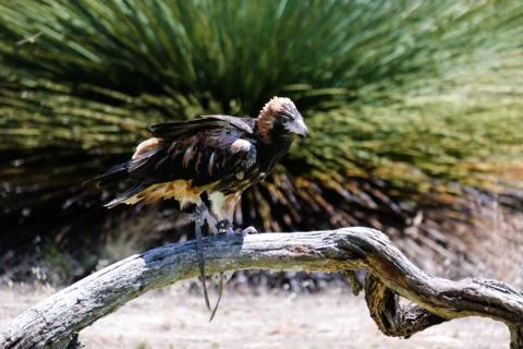 Bird perched on the tree Stock Photos