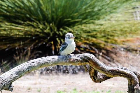Bird perched on the tree Stock Photos