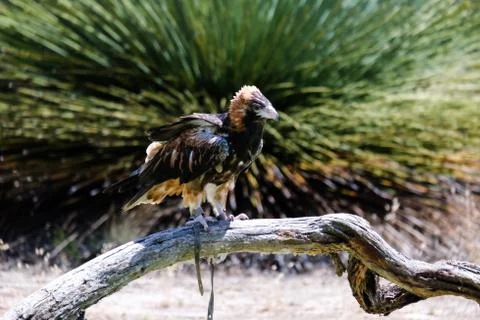 Bird perched on the tree Stock Photos