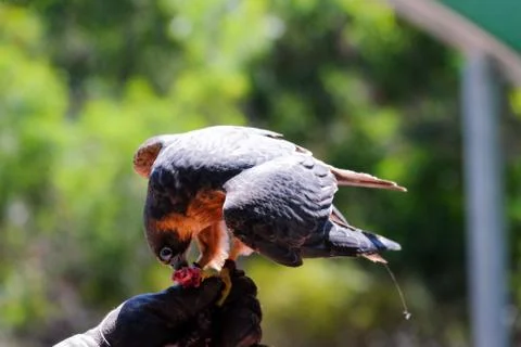 Bird perched on the tree Stock Photos