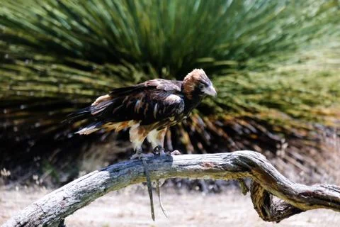 Bird perched on the tree Stock Photos