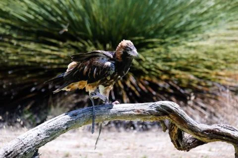 Bird perched on the tree Stock Photos