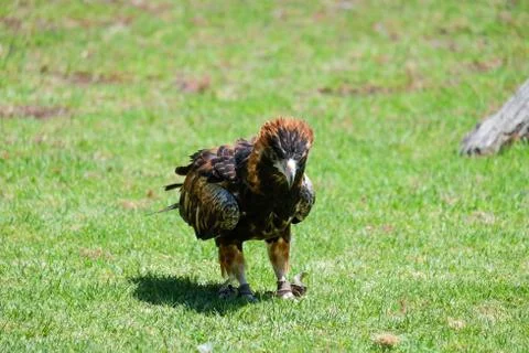 Bird perched on the tree Foto stock